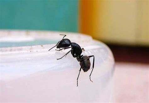 嘴唇 黑斑 家裡有大隻螞蟻